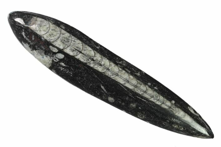 Polished Fossil Orthoceras (Cephalopod) - Morocco #138272